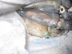 林崎漁港　エギングのケンサキ＆アオリイカは型も期待！