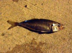 小島　アジングでアジ2匹　ボトムでヒット