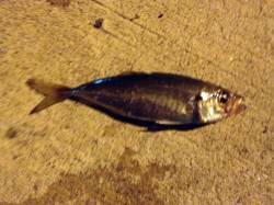 小島　アジングでアジ2匹　ボトムでヒット