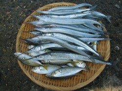 アジュールワンドで最大で30㎝のサヨリやアジの釣果