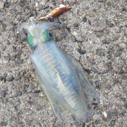 衣奈でエギング、ボトムを丹南に探って900gGET！