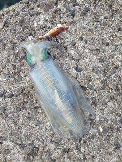 衣奈でエギング、ボトムを丹南に探って900gGET！