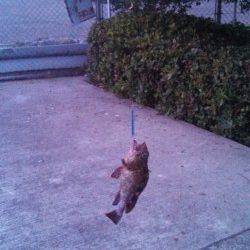 神戸東部、夜明け頃からジグサビキでの釣果