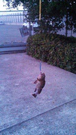 神戸東部、夜明け頃からジグサビキでの釣果