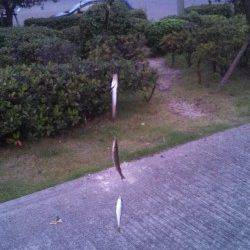 神戸東部、夜明け頃からジグサビキでの釣果