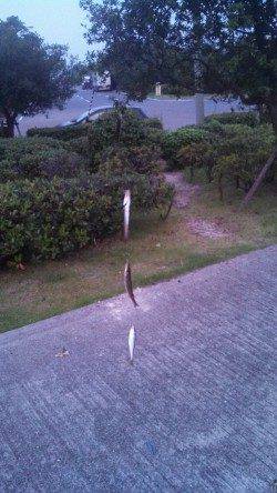 神戸東部、夜明け頃からジグサビキでの釣果