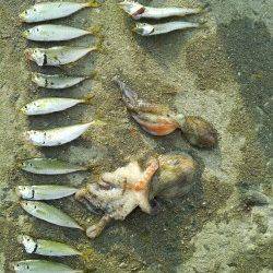 舞洲、サビキでアジ&カマス・タコジグでタコの釣果☆