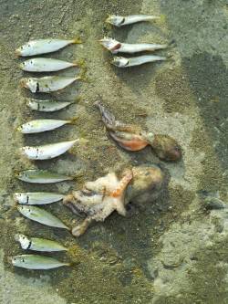 舞洲、サビキでアジ＆カマス・タコジグでタコ…
