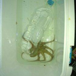 泉佐野　親子で夕涼みがてらの釣行　ちょい投げでアナゴ、エギでタコゲット