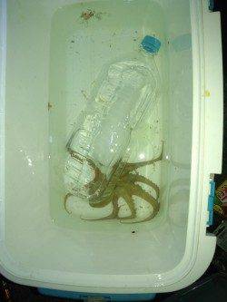 泉佐野　親子で夕涼みがてらの釣行　ちょい投げでアナゴ、エギでタコゲット