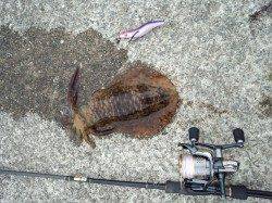 上野漁港でエギング　底を重点的に攻めてのせました