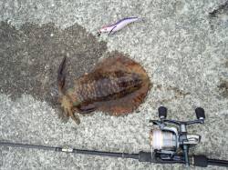 上野漁港でエギング　底を重点的に攻めてのせ…