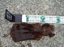 上野漁港でエギング　底を重点的に攻めてのせました