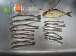 須磨　夜の投げ釣りでキス合計15匹＆シオ1…