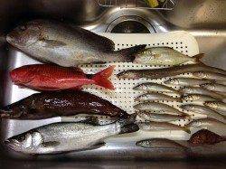 見草漁港　投げ釣りでコロダイ・メンドリ・ヒラスズキなど8目釣り！