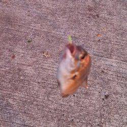 神戸港、ジグサビキで豆アジ・小アジ大漁♪