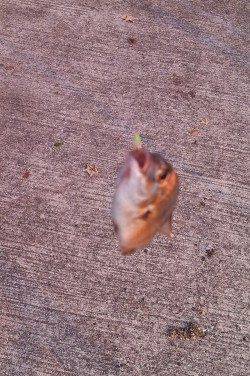 神戸港、ジグサビキで豆アジ・小アジ大漁♪