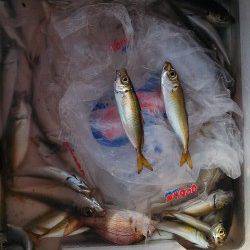神戸港、ジグサビキで豆アジ・小アジ大漁♪