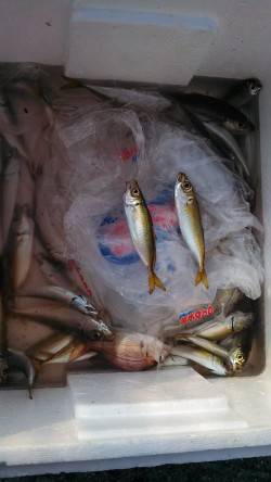 神戸港、ジグサビキで豆アジ・小アジ大漁♪