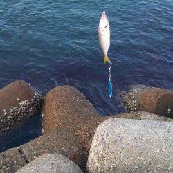 東二見人口島　ジグサビキ＆ショアジギでカマス・アジ・サバ