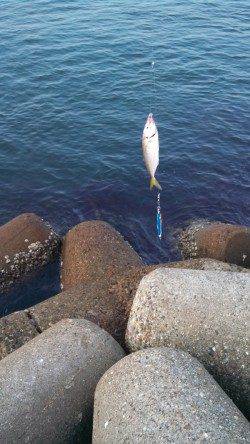 東二見人口島　ジグサビキ＆ショアジギでカマス・アジ・サバ