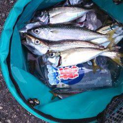 東二見人口島　ジグサビキ＆ショアジギでカマス・アジ・サバ