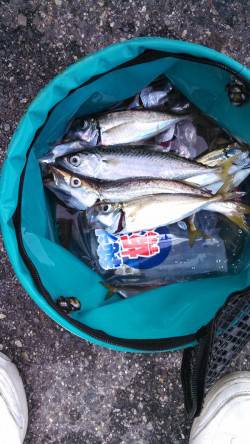 東二見人口島　ジグサビキ＆ショアジギでカマ…