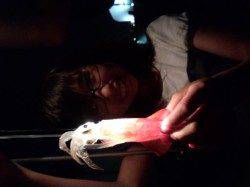 アジュール舞子～西舞子　ファミリーでのエギングでケンサキ計25ハイの満足釣果