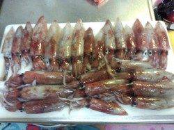 アジュール舞子～西舞子　ファミリーでのエギングでケンサキ計25ハイの満足釣果