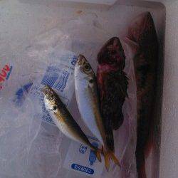 神戸港4,5,6,8防　ジグサビキでベラ・ガシラ・豆アジ　イカ狙いは不発