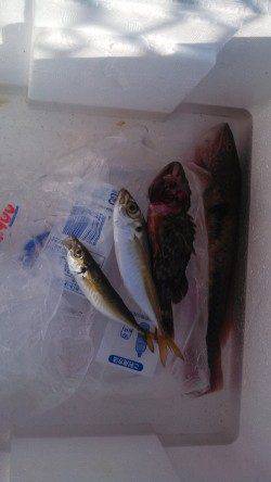 神戸港4,5,6,8防　ジグサビキでベラ・ガシラ・豆アジ　イカ狙いは不発