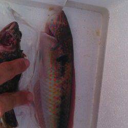 神戸港4,5,6,8防　ジグサビキでベラ・ガシラ・豆アジ　イカ狙いは不発