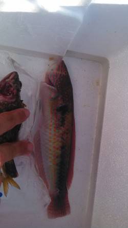 神戸港4,5,6,8防　ジグサビキでベラ・…