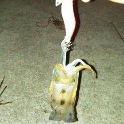 明石でケンサキ狙い　アオリはまだ小さいです