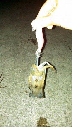 明石でケンサキ狙い　アオリはまだ小さいです