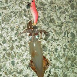 明石でケンサキ狙い　アオリはまだ小さいです