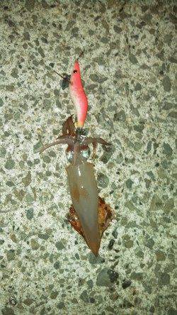 明石でケンサキ狙い　アオリはまだ小さいです