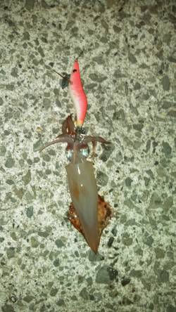 明石でケンサキ狙い　アオリはまだ小さいです…