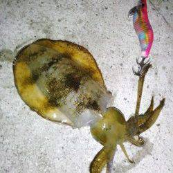 新浜漁港　ライトエギングでアオリイカ＆ケンサキ楽しめる