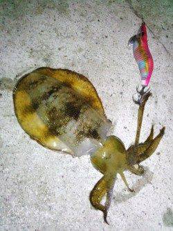 新浜漁港　ライトエギングでアオリイカ＆ケンサキ楽しめる