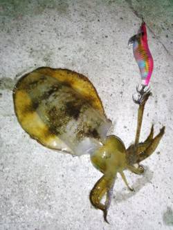 新浜漁港　ライトエギングでアオリイカ＆ケン…