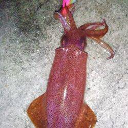 新浜漁港　ライトエギングでアオリイカ＆ケンサキ楽しめる