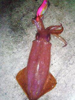 新浜漁港　ライトエギングでアオリイカ＆ケンサキ楽しめる