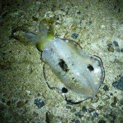 東二見人工島　エギングでアオリイカの新子調査☆