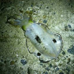 東二見人工島　エギングでアオリイカの新子調査☆