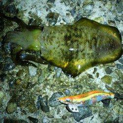 東二見人工島　エギングでアオリイカの新子調査☆