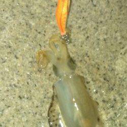 江井ヶ島　ナイトエギングでアオリ新子2ハイ