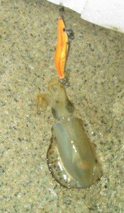 江井ヶ島　ナイトエギングでアオリ新子2ハイ