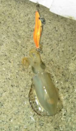 江井ヶ島　ナイトエギングでアオリ新子2ハイ…