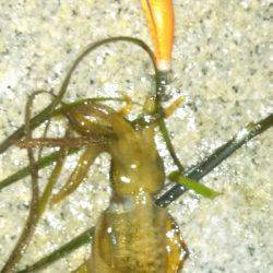 江井ヶ島　ナイトエギングでアオリ新子2ハイ